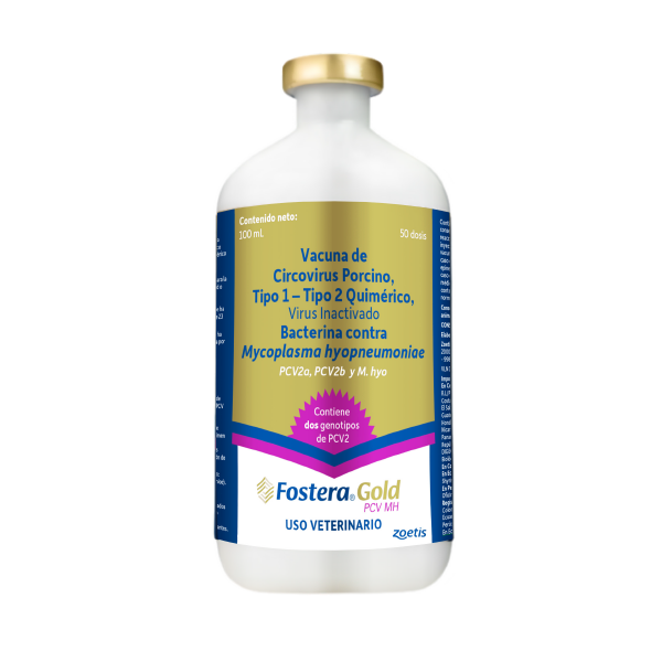 FOSTERA GOLD PCV MH
